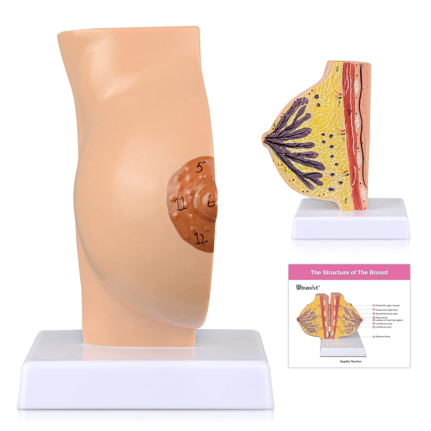 Ultrassist Non-Lactating Breast Model, Human Anatomy Model， Breast Anatomical Model with Study Card for Doctor Surgeon Gift