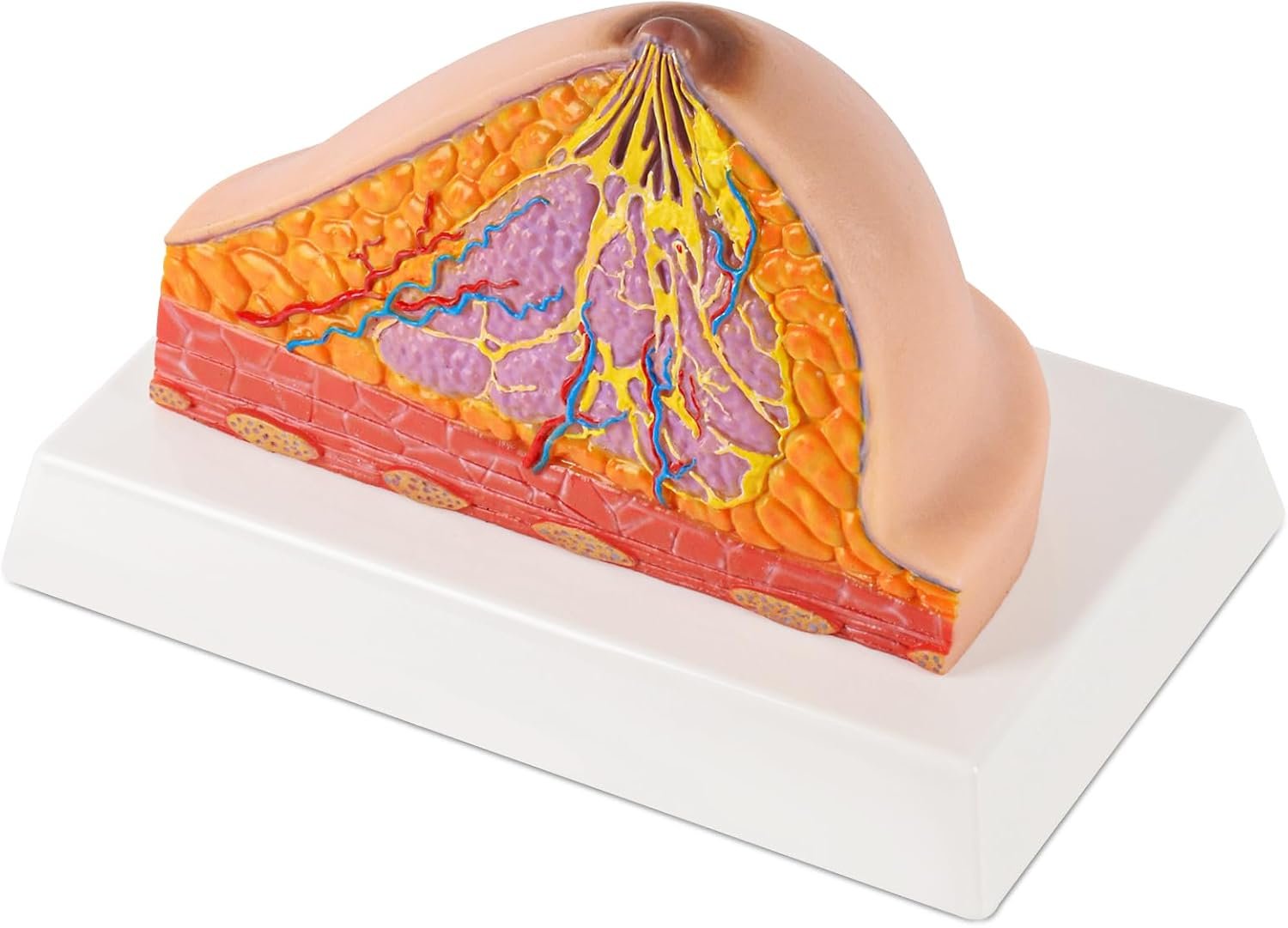 Ultrassist Silicone Breast Cross-Section Model, Half Female Breast Anatomy Model for Medical Training, Patient Education & Self-Examination Practice, Realistic Touch