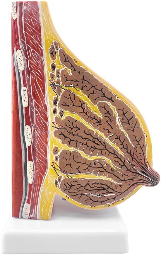 qzzXoq Lactating Breast Sagittal Section Model, Breast Anatomy Model with Number Manual Anatomical Display Model for Medical Student Demonstration Medical Teaching
