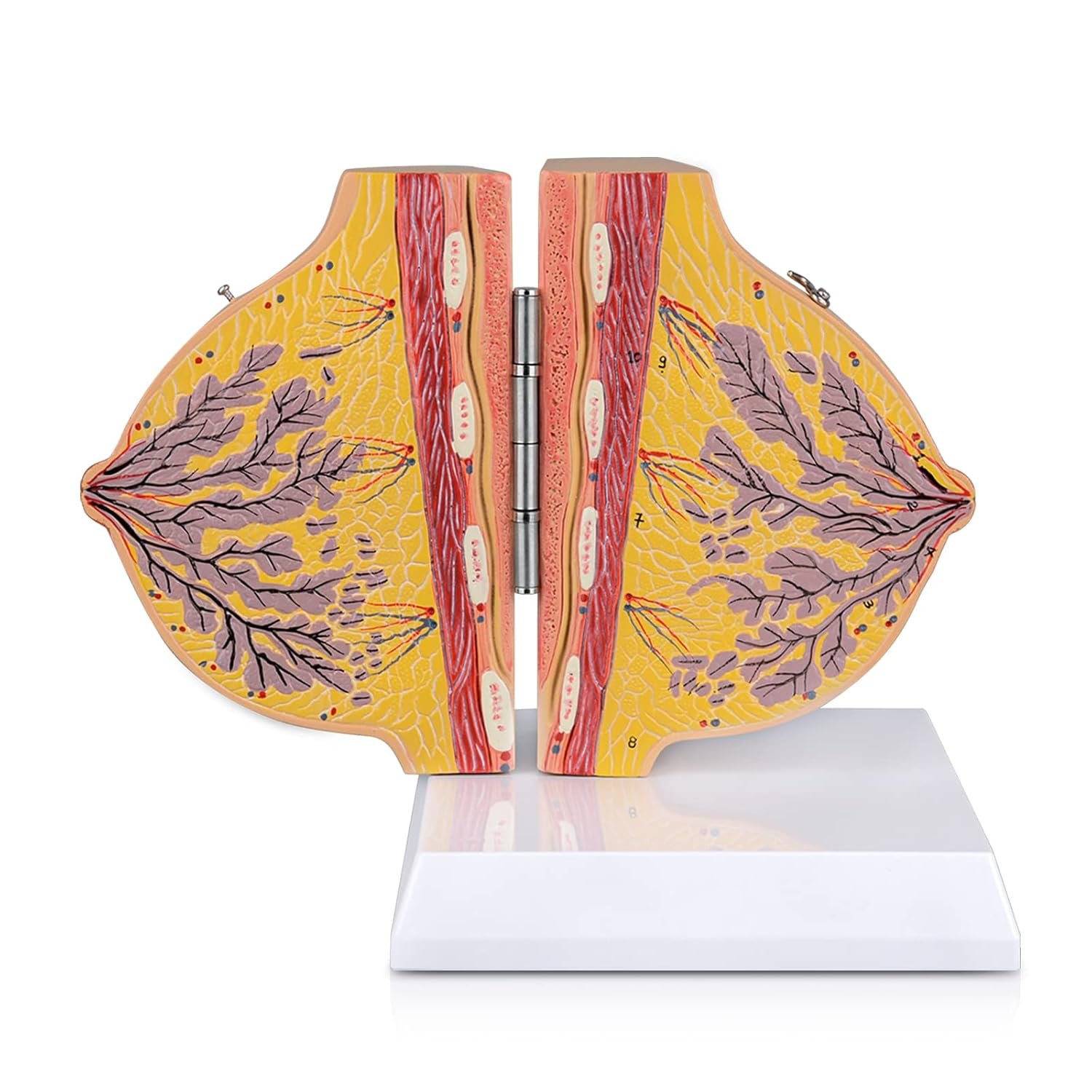 Non-lactating Breast Model – Breast Sagittal Section Anatomical Display Model, Human Breast Anatomy Model, Ideal Scientific Education Tool, Suitable for Doctor Nurse Gift and Medical Training Learning