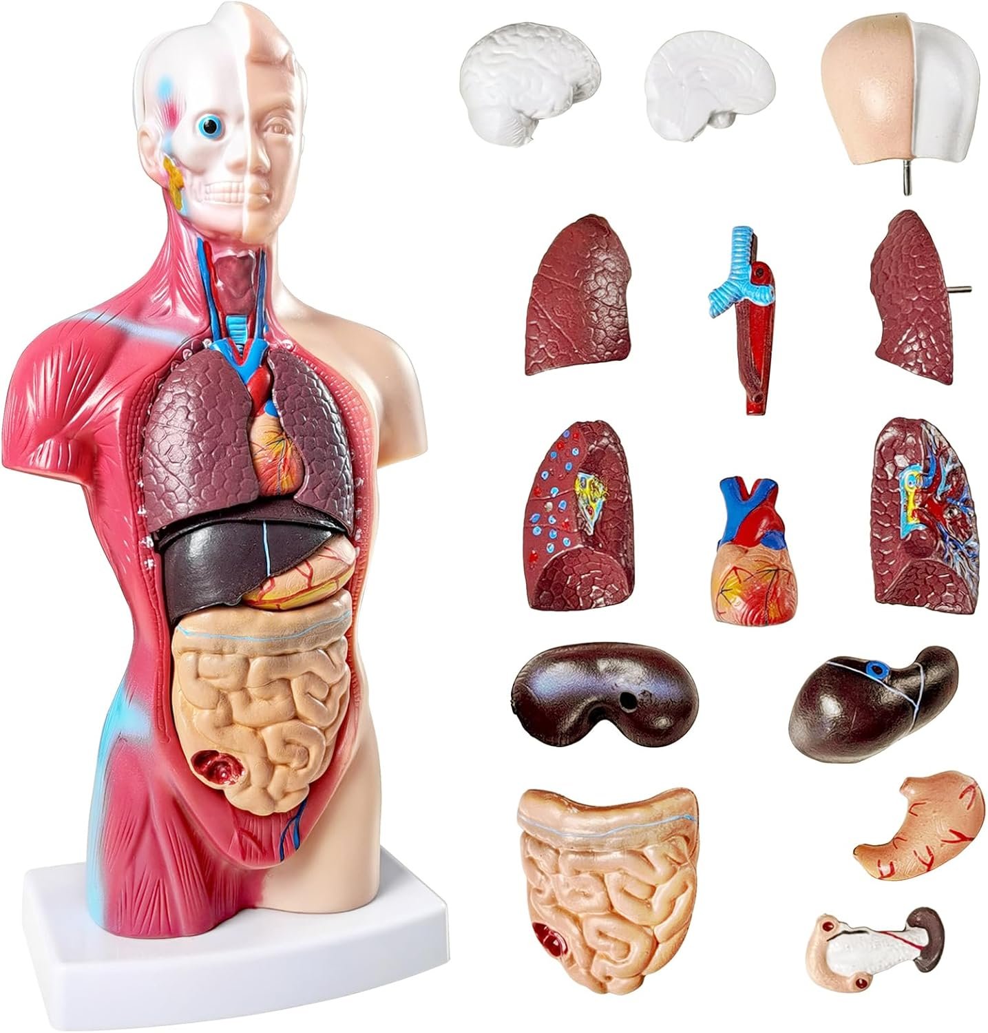 NEW HORIZON Human Anatomy Torso Model 10.5 Inch Anatomical Assembly Model of Human Organs 15 PCS Removable Organs School Medical Education Display with Detailed Installation Manual
