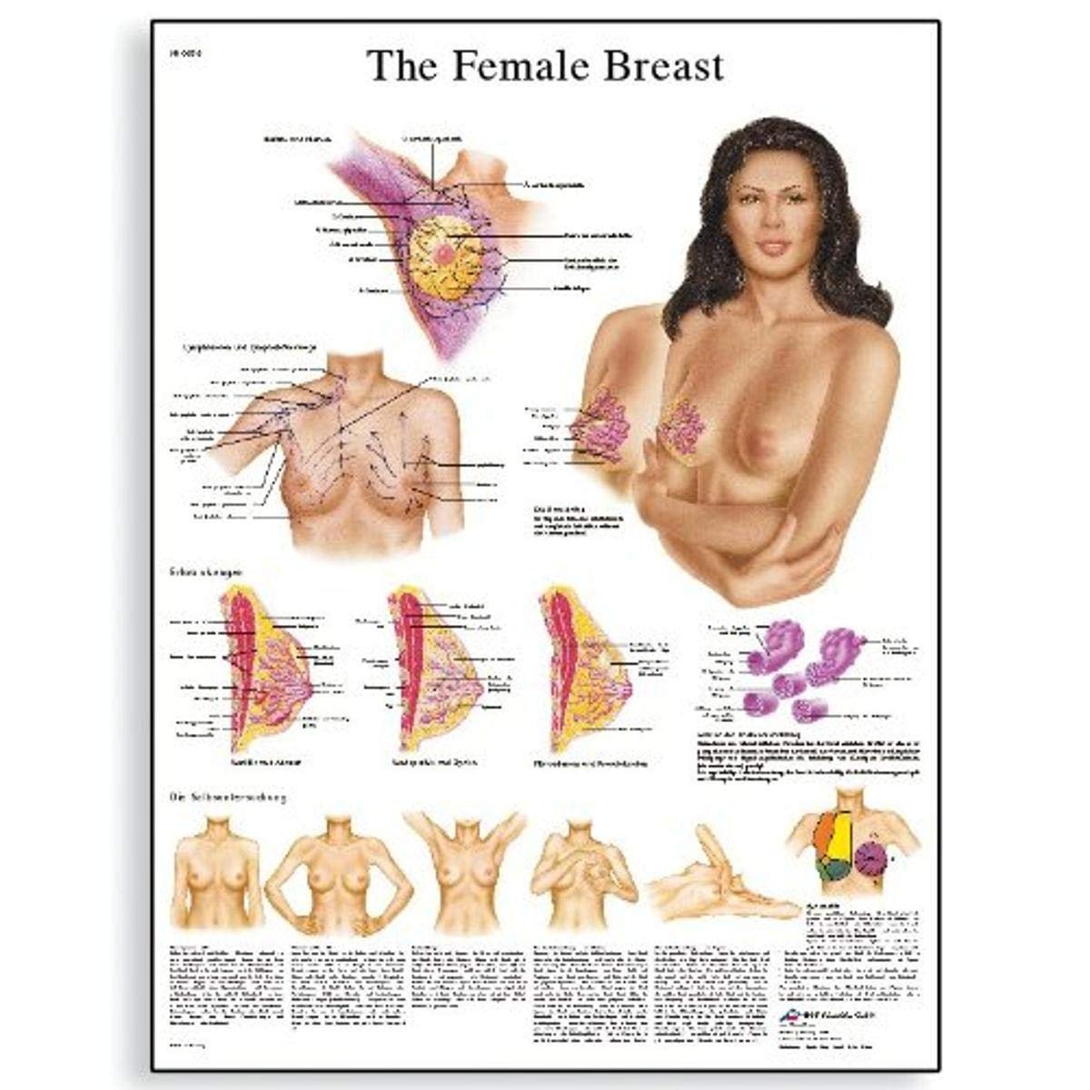 3B Scientific VR1556UU Glossy Paper The Female Breast Chart Anatomy, Pathology and Self-Examination, Poster Size 20″ Width x 26″ Height