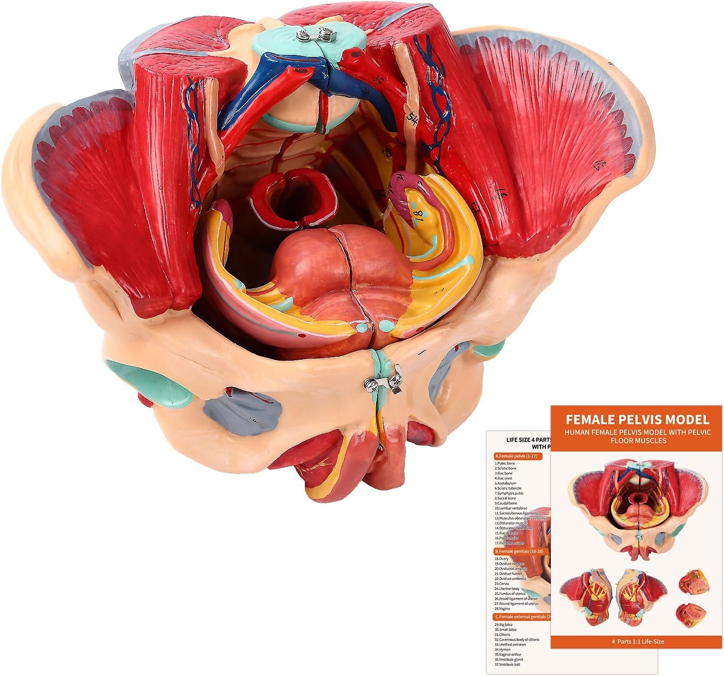 SFXYJ Human Female Pelvis Anatomy Model,Life Size 4 Parts Removable Organs with Instruction Manual,Pelvic Floor Muscles, Perineum,Vessels Nerves & Reproductive System,for Medical Education Study