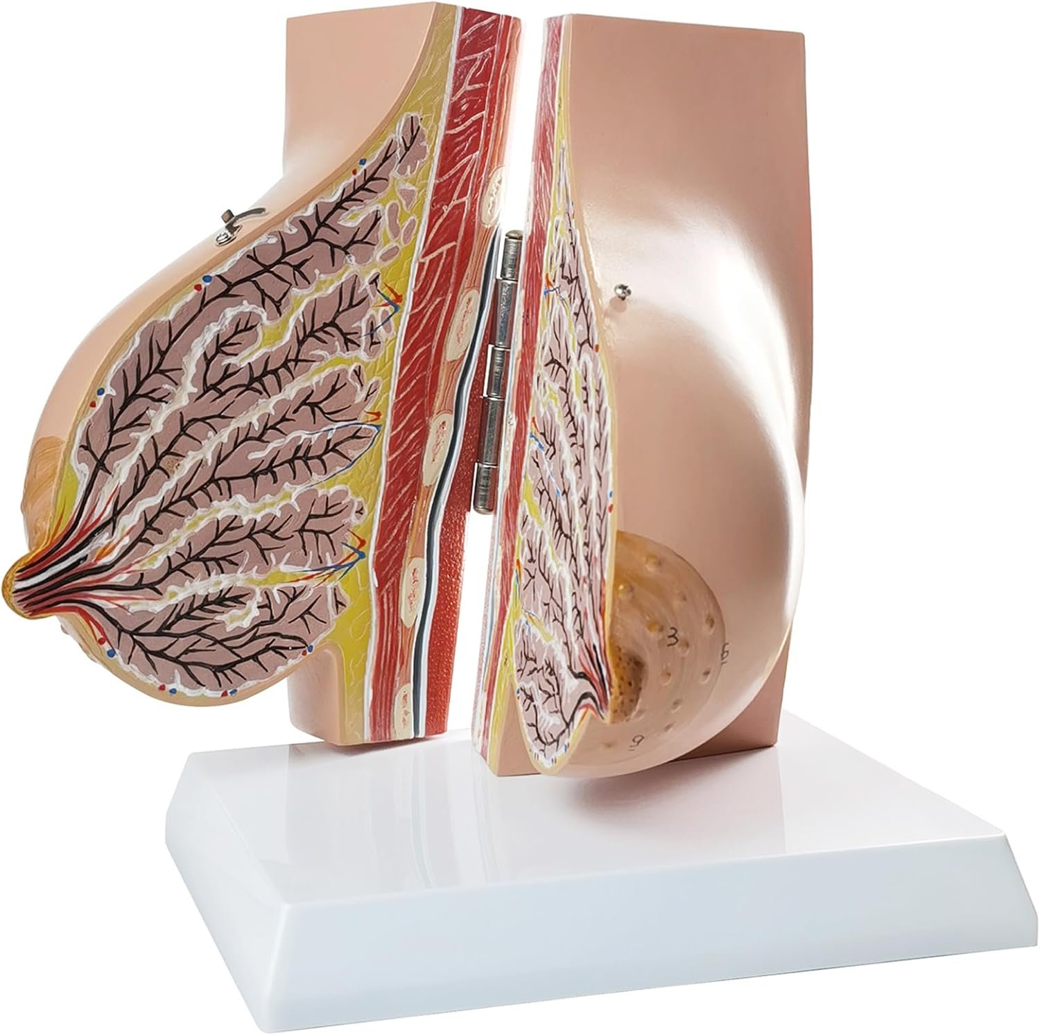 NEW HORIZON Model of The Female Breast Human Breast Anatomy Model Lactation Teaching Nursing Trainning Education Tools for Medical Students and Teachers